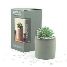  Succulent in Planter Diffuser Gift Set - Citrus Verbena