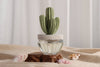 Cactus - Saguaro Cactus ceramic diffuser gift set -100ml