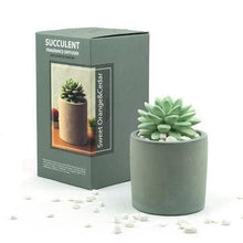  Succulent in Planter Diffuser Gift Set - Sweet Orange Cedar