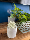 Succulent in Planter Diffuser Gift Set for Home Decor