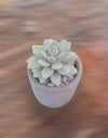 Succulent in Planter Diffuser Gift Set for Home Decor